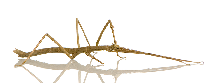 stick insect phasmatodea medauroidea extradentata PEF445V